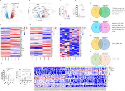 Aquaporin 1 is renoprotective in septic acute kidney injury by attenuating inflammation, apoptosis and fibrosis through inhibition of P53 expression